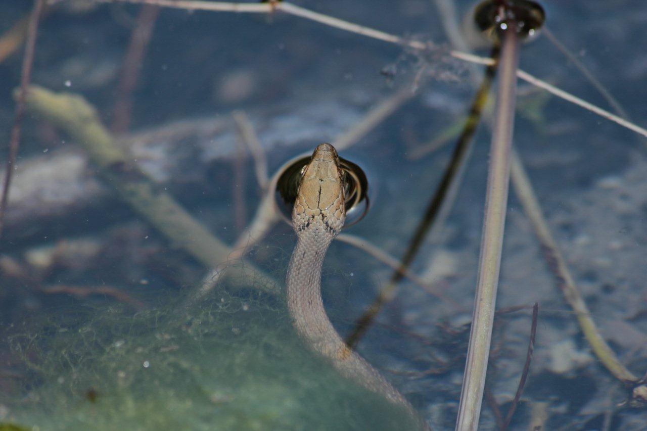 giovane natrix tessellata?